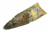 Fossil Spinosaurus Tooth - Real Dinosaur Tooth #346784-1